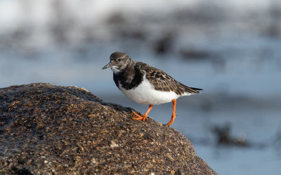Ruddy turnstone (Arenaria interpres)