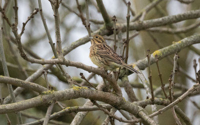 Cirl bunting (Emberiza cirlus)
