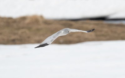 Hen harrier (Circus cyaneus)