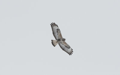 Rough-legged buzzard(Buteo lagopus)