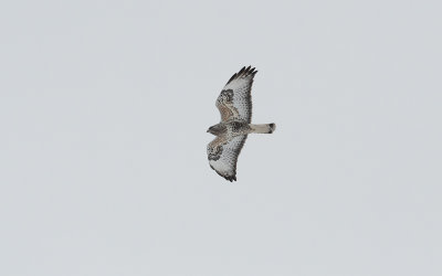 Rough-legged buzzard(Buteo lagopus)