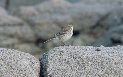 Water pipit (Anthus spinoletta spinoletta)