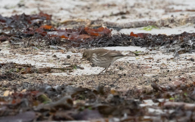 Rock pipit (Anthus petrosus)?