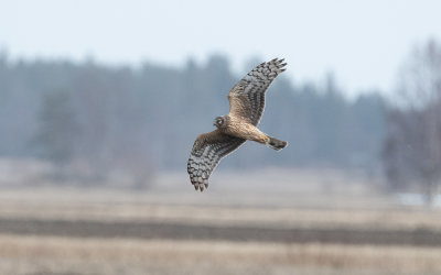 Hen harrier (Circus cyaneus)