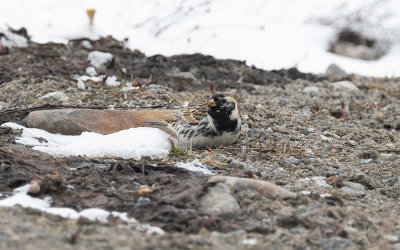 Lapland bunting (Calcarius lapponicus)