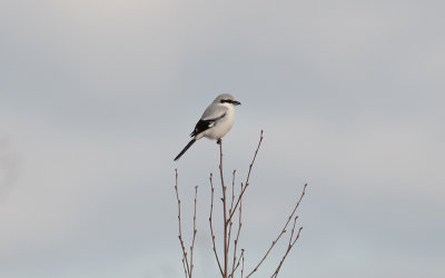 Grey shrikes