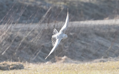 Pallid harrier (Circus macrourus)
