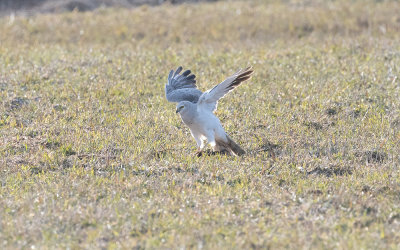 Pallid harrier (Circus macrourus)