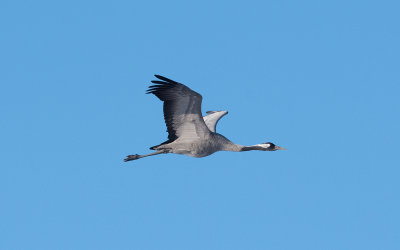 Common crane (Grus grus)