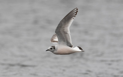 Little gull (Hydrocoloeus minutus)