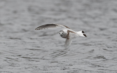 Little gull (Hydrocoloeus minutus)