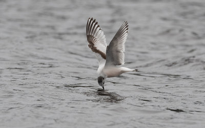Little gull (Hydrocoloeus minutus)