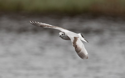 Little gull (Hydrocoloeus minutus)