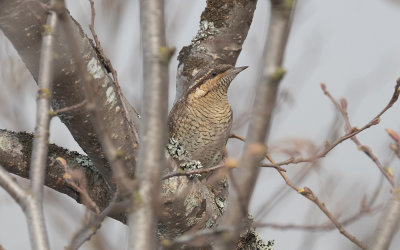  Eurasian wryneck (Jynx torquilla) 