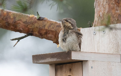Eurasian wryneck