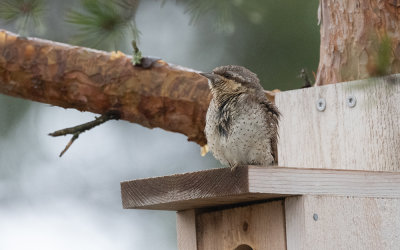  Eurasian wryneck (Jynx torquilla) 