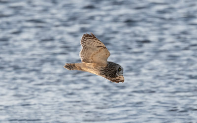 Short-eared owl (Asio flammeus)