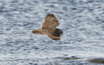 Short-eared owl (Asio flammeus)