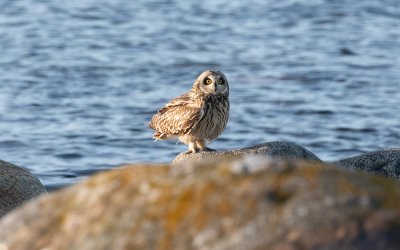 Short-eared owl (Asio flammeus)