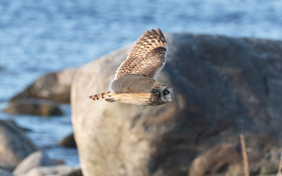 Short-eared owl (Asio flammeus)