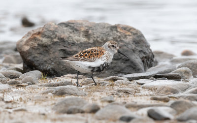 Dunlin (Calidris alpina)