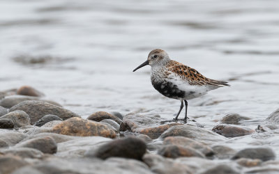 Dunlin (Calidris alpina)