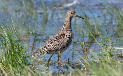 Ruff (Calidris pugnax)
