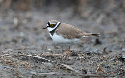 Little ringed plover (Charadrius dubius)