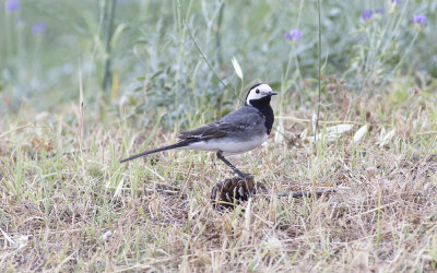 White wagtail (Motacilla alba) 