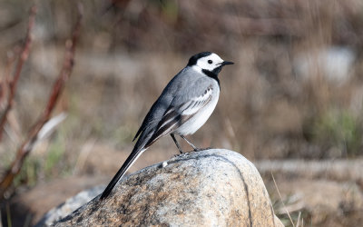 White wagtail (Motacilla alba alba) 