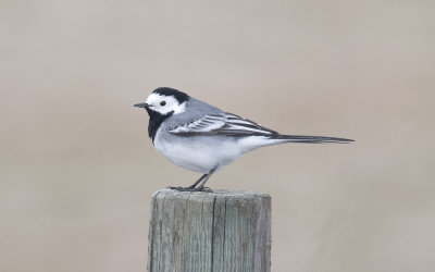 White wagtail