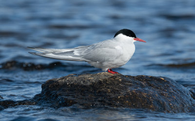 Arctic tern (Sterna paradisaea)
