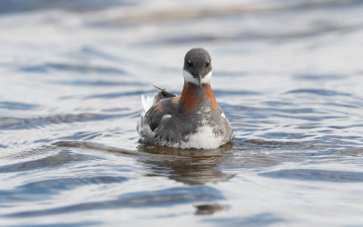 Red-necked phalarope (Phalaropus lobatus)