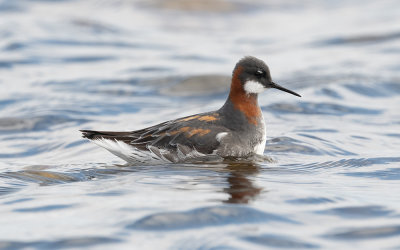 Red-necked phalarope (Phalaropus lobatus)