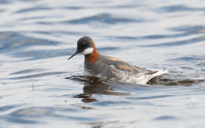Red-necked phalarope (Phalaropus lobatus)