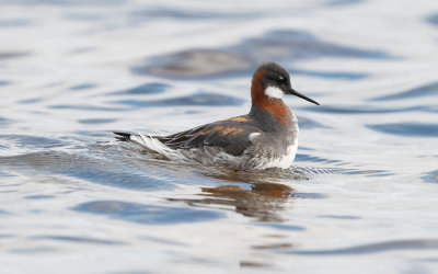 Red-necked phalarope (Phalaropus lobatus)