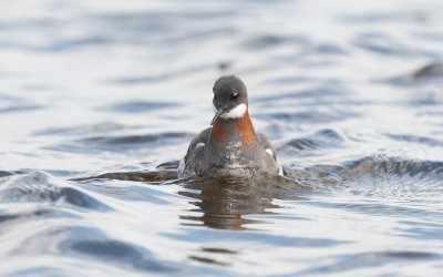 Red-necked phalarope (Phalaropus lobatus)