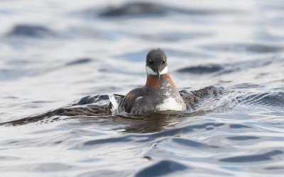 Red-necked phalarope (Phalaropus lobatus)