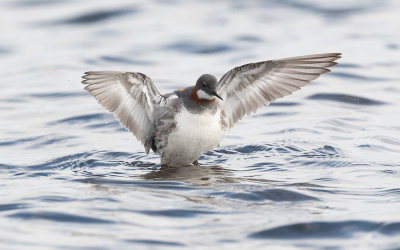 Red-necked phalarope (Phalaropus lobatus)