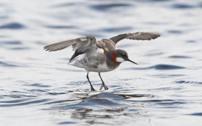Red-necked phalarope