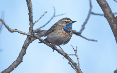 Bluethroat (Luscinia svecica)