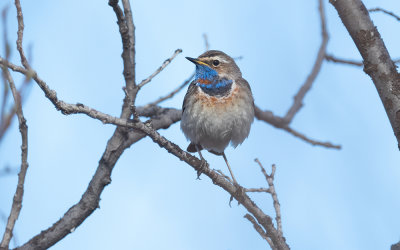 Bluethroat (Luscinia svecica)
