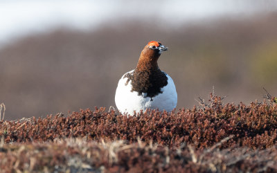 Willow ptarmigan (Lagopus lagopus)