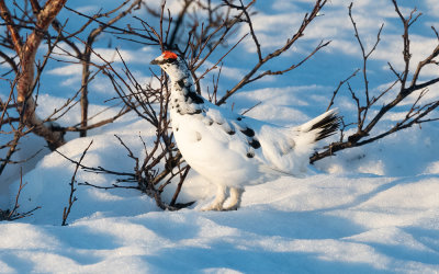 Rock ptarmigan (Lagopus muta)
