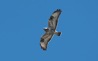 Rough-legged buzzard(Buteo lagopus)