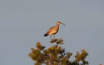 Eurasian whimbrel (Numenius phaeopus)