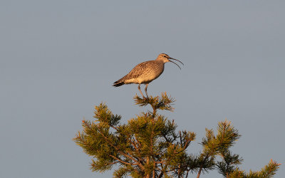 Eurasian whimbrel (Numenius phaeopus)