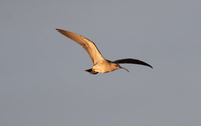 Eurasian whimbrel