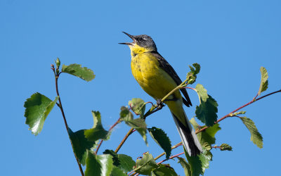Dark-headed wagtail (Motacilla flava thunbergi)