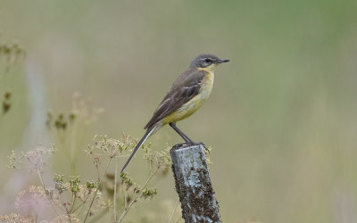 Yellow wagtail (Motacilla flava)
